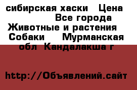 l: сибирская хаски › Цена ­ 10 000 - Все города Животные и растения » Собаки   . Мурманская обл.,Кандалакша г.